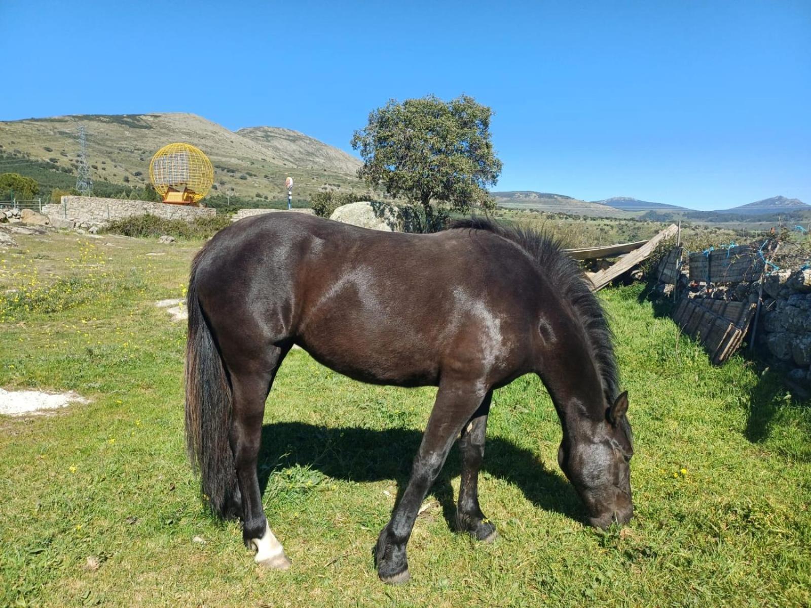 Bungalow Bambolera Torrelaguna Εξωτερικό φωτογραφία