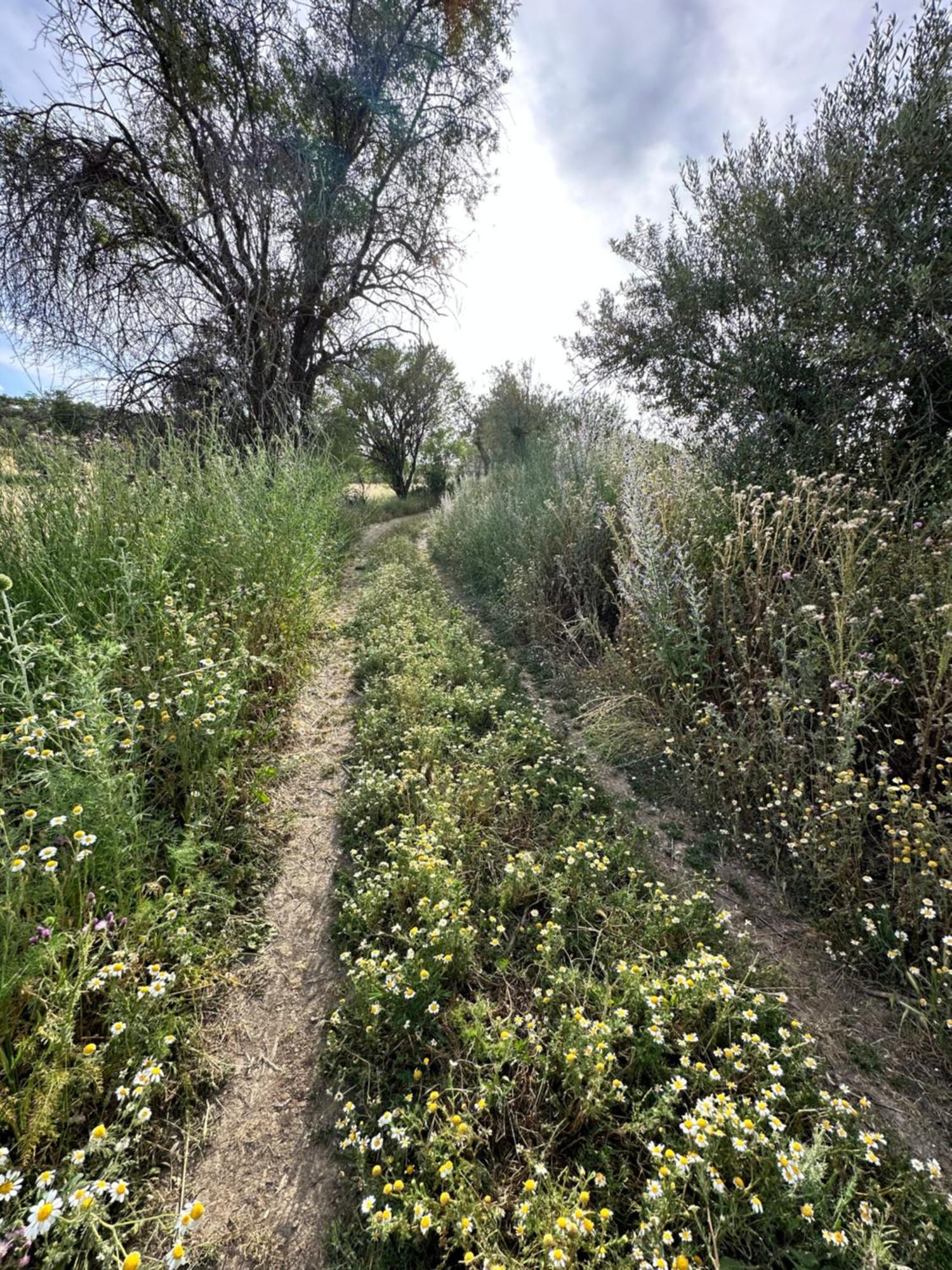 Bungalow Bambolera Torrelaguna Εξωτερικό φωτογραφία